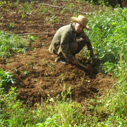 Green Land